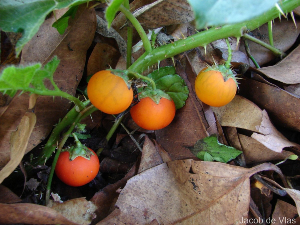 Solanum capsicoides All.